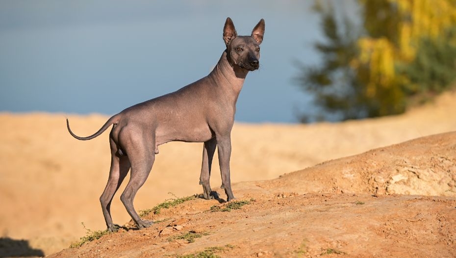 Bald store mexican dog